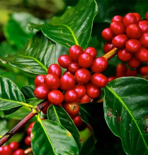 تاریخچه پیدایش قهوه