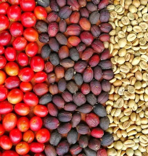 گیلاس قهوه چیست؟