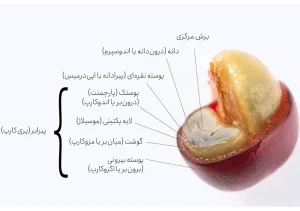 اجزای تشکیلدهنده گیلاس قهوه